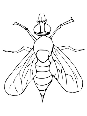 Drosophila Fruit Fly Coloring Page